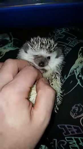 Hedgehog tickles
