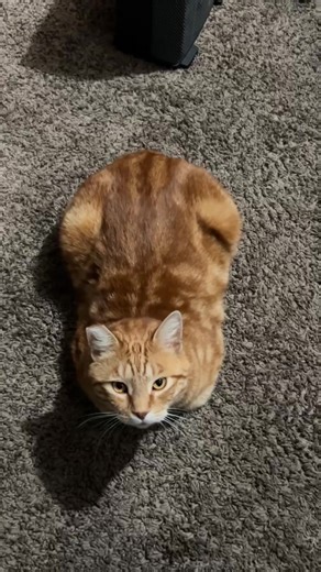Garfield the Big fat loaf 🍞 🍞 #cat #catsoftiktok #spongebob #spongebobsquarepants #orangecat