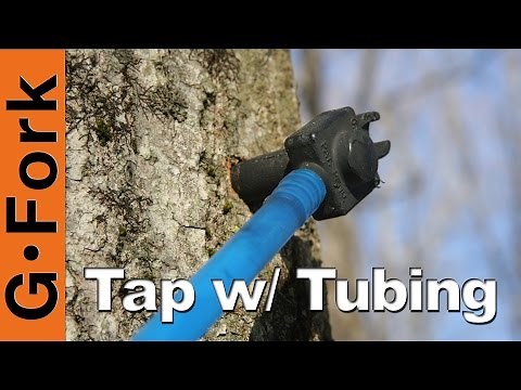 Maple Tree Tapping with Tubing & Pails - GardenFork