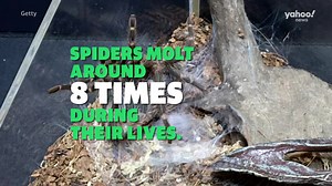 Spiders: Four facts you probably didn't know