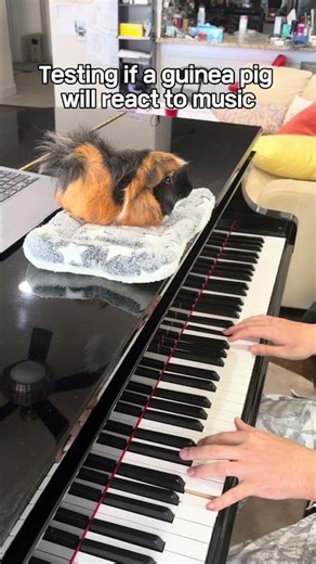 Testing if a guinea pig can react to music #guineapig