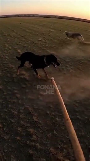 This Wolf Made ONE Mistake With the Wrong Flock #wildlifefail #animals #shorts