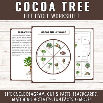 Life Cycle of a Cocoa Bean Tree: Cacao Plant science unit study fun facts!