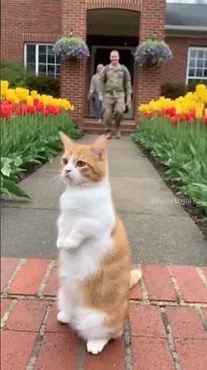 😺 🐈Munchkin Cat talks to Army Dad! #cat