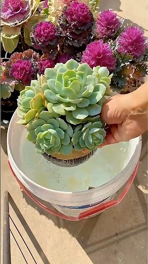 How to Water Succulents Correctly: The Ultimate Guide