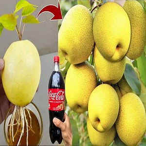 41K views · 921 reactions | How to growing pears tree from pears fruit with these secrets _ Grafting Pears | Tree Garden | Facebook