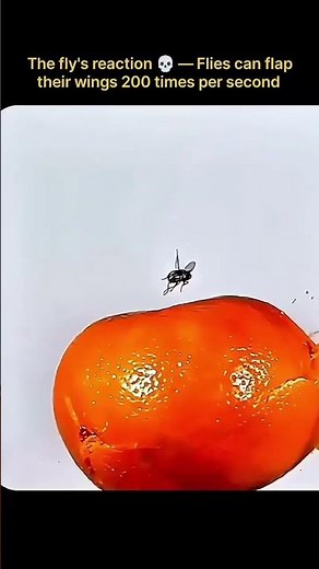 The Fly's Speed is INSANE!