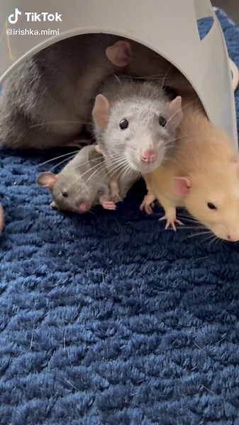 Affectionate Rats: A Peek into Their Cozy Interactions