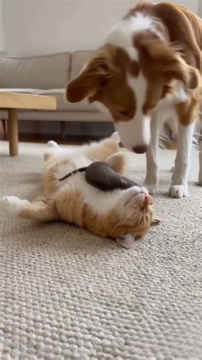 EPISODE 4 – Dog Tricks Cat And Gets Away With It! | Realistic Funny Pet Prank