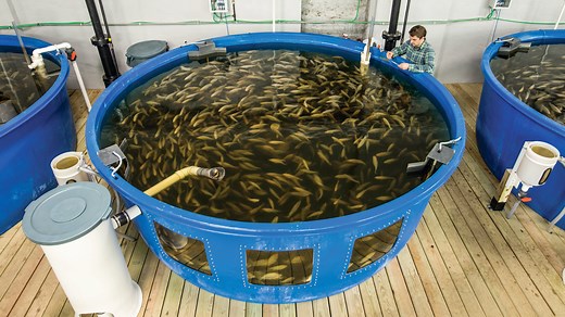 371K views · 1K shares | Pentair AES is dedicated to excellence in aquaculture technology, system design, and service. Are you ready to start your Aquaculture project? | Pentair Aquatic Eco-Systems | Facebook