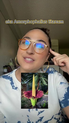 The Fascinating Corpse Flower Experience