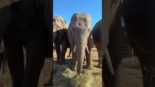 Watch enormous elephants enjoy a giant and very healthy lunch