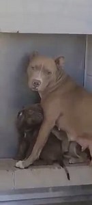 6.3M views · 10K reactions | Safe in Beauties foster! CODE RED...