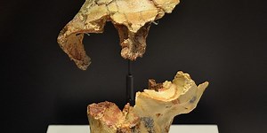 Homo Antecessor, Manusia Purba Jenis Homo Tertua di Eropa Barat