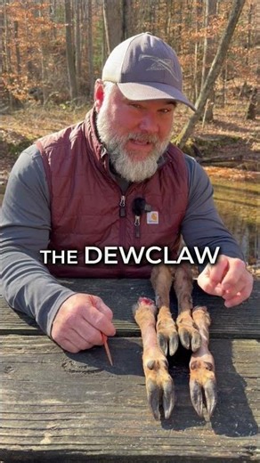 Dewclaw Myth: What Deer Tracks REALLY Tell You
