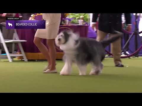 Bearded Collies | Breed Judging 2024