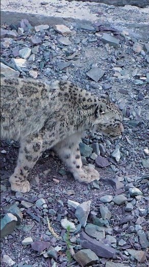 Snow Leopard Walk on Mountain ❄️🐆 | The Ghost Moves Across the Peaks