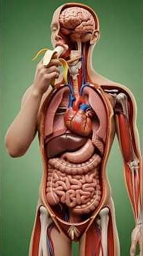 What Happens Inside Your Body After Eating a Banana | 3D Anatomy Animation Explained