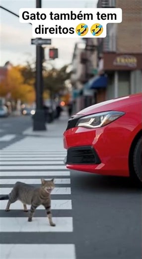 Cat gets mad at car horn in crosswalk 🤣🤣