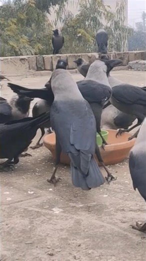 All types of Crows Sounds Kauwa KI AWAZ CROWING LOUD 😍😂♥️#shorts