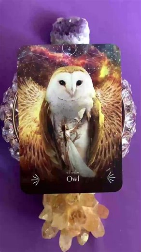 💖Owl Spirit bringing clarity💖 #tarot #tarotreading #tarotreader #owl #spiritanimal #wisdom #fyp