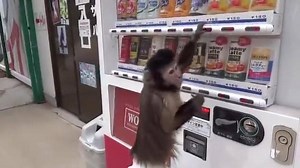 63K views · 302 reactions | Monkey wearing diaper buys a drink from vending machine. | ViralViralVideos.com | Facebook