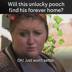 3.5M views · 24K reactions | All the feels 沈 The Dog House | Channel 4 | Facebook