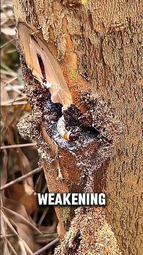 Drilling Trees to Stop Pests