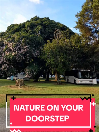 bus life is nature on your doorstep 😉 #dailyvlog #travelnz #vanlife #nomad #dayinthelife