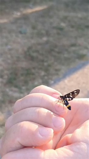 Nine-spotted moth (Amata phegea) is chiefly found in southern Europe. The species prefers drier areas, open ranges with shrubs and trees as well as open forests and warm, sunny slopes. #butterflies #butterfly #butterflygarden #butterfly🦋 #butterflies🦋 #pollinators #pollination #nature #naturephotography #nature_brilliance #nature_perfection #naturelovers #moth #mothsofinstagram #moths #beautiful #country #countryside | Neno Vuletić