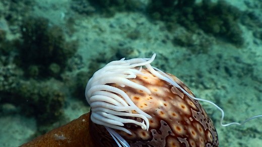 Sea cucumbers