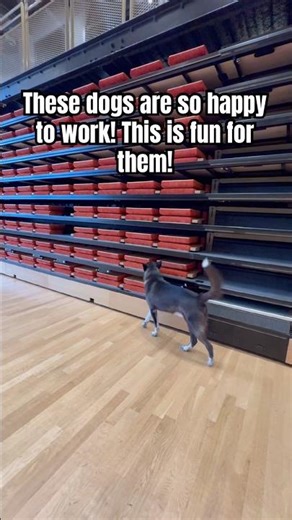 These Detection Dogs Show Up READY! So much fun!