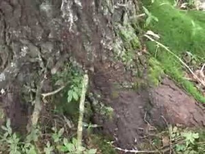 Watering the Tree