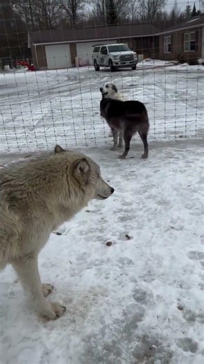 5 wolves eat deer in 10 days 🐺!#wildlife #animals #animallovers #rusticretreatdeerpark #animallover