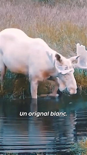 167K views · 3.1K reactions | Un élan blanc comme neige ? Ce n’est pas un mythe, c’est filmé en Suède. | Pulsarr | Facebook