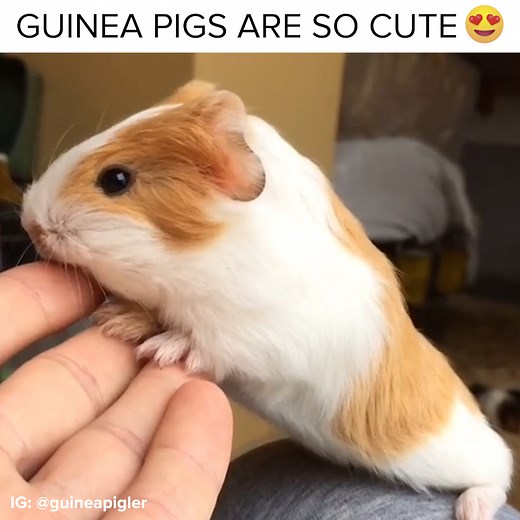 426K views · 4.2K reactions | Guinea pigs are actually soooo adorable  | Goodful | Facebook