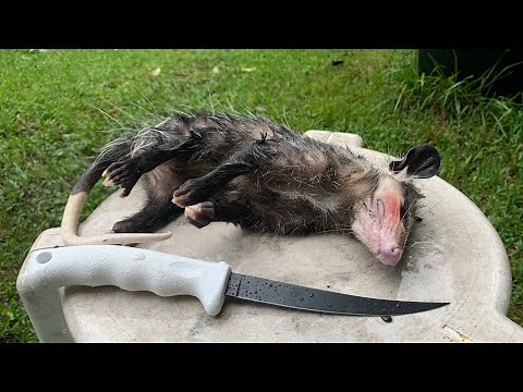 Catch Clean and Cook! Possum Chops and Biscuits.