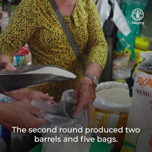 17K views · 306 reactions | Farmers in Cambodia are embracing climate resilient rice varieties and farming techniques with support from Global Environment Facility and Food and Agriculture Organization of the United Nations (FAO). #ClimateFinance + local knowledge = transformative results: ✅ Yields doubled ✅ Costs reduced ✅ Income reinvested Read more bit.ly/47t5Ovp | Food and Agriculture Organization of the United Nations (FAO) | Facebook