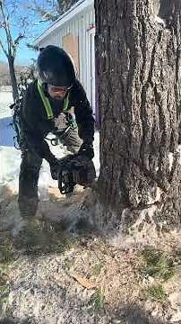 THE BEST CHAINSAW EVER! Ripsaw 500i with Sugi Hara Bar