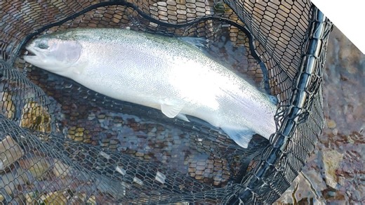 Shore fishing for steelhead