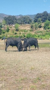 Bull fighting at rangashala #oxfight #bullfighter #reelschallenge | Vikram Mgr