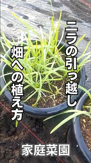 【家庭菜園】ニラの定植 #家庭菜園 #ガーデニング初心者 #農業 #現代農業 #再生栽培 #shorts