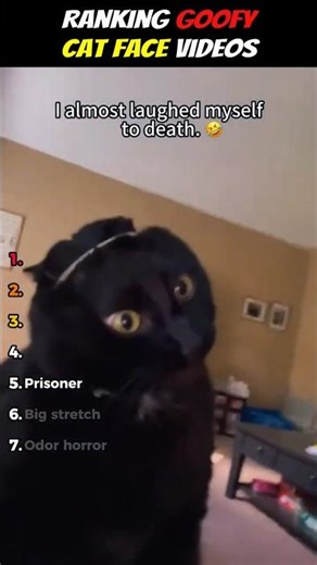 Ranking Silly Cat Face Videos #cat #funnycats #shorts