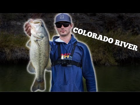 Colorado River Bass Fishing | Martinez Lake