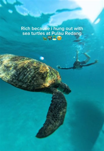 Explore Redang Island: A Haven for Sea Turtles