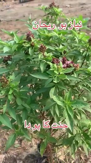 کیا یہ سچ ہے کمنٹ میں بتائیں جزاک اللہ | Pakistan Agriculture Forum