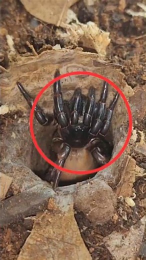 This Spider Freezes Time to Catch Its Prey