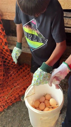 Why Do we Need To Gather Eggs Everyday? #aisolutions #viralvideo #farming