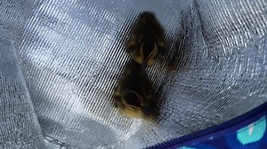 CTV Windsor on Reels