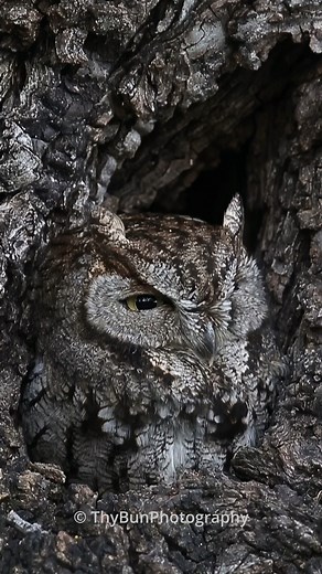 Nature's camouflage at its finest! 🌳🦉 This Western Screech Owl is blending perfectly with the tree bark, almost as if it's a part of the trunk itself. Its sleepy expression and intricate feather patterns make it look like a living piece of art carved by nature. Finding this little one tucked into its cozy nook was such a rewarding moment—truly a reminder of how incredible the natural world can be. Can you spot the owl at first glance? Let me know what you think of this amazing camouflage! 😊 #